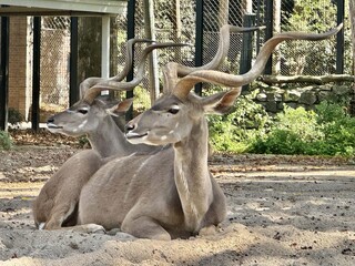 Two greater kudus with spiral horns resting in shaded zoo enclosure