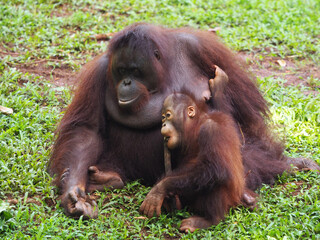 Baby and Mother Borneo Orang Utan playing and showing funny expression and affection