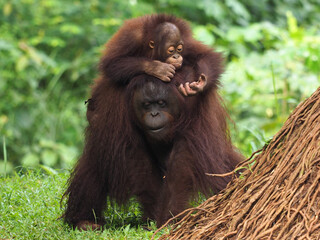 Baby and Mother Borneo Orang Utan playing and showing funny expression and affection