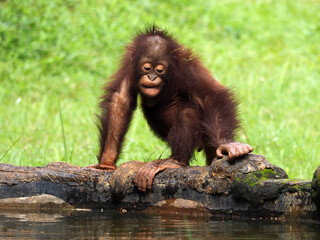 Baby Bornean Orang Utan playing and showing funny expression and behavior