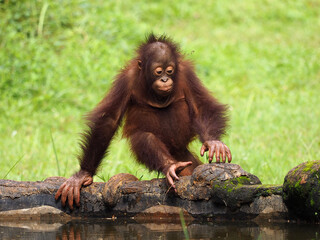 Baby Bornean Orang Utan playing and showing funny expression and behavior