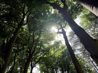 Beautiful green trees in park, bottom view