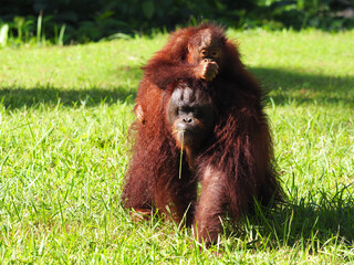 Baby and Mother Borneo Orang Utan playing and showing funny expression and affection