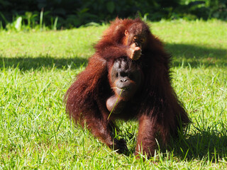 Baby and Mother Borneo Orang Utan playing and showing funny expression and affection