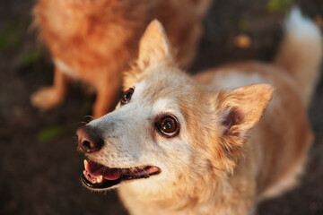 Cute stray dogs outdoors, selective focus. Homeless animal