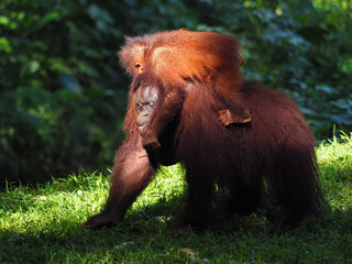 Baby and Mother Borneo Orang Utan playing and showing funny expression and affection
