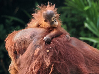 Baby and Mother Borneo Orang Utan playing and showing funny expression and affection