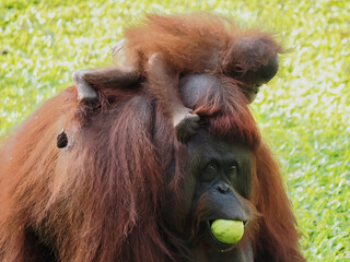 Baby and Mother Borneo Orang Utan playing and showing funny expression and affection