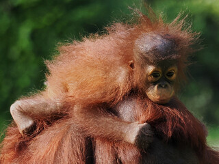 Baby and Mother Borneo Orang Utan playing and showing funny expression and affection