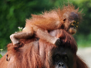 Baby and Mother Borneo Orang Utan playing and showing funny expression and affection