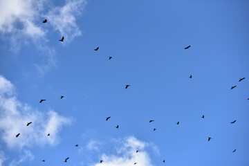 Birds Soaring in a Clear Blue Sky