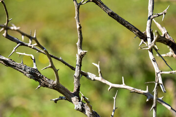 Thorny Branches Against a Blurred Green Background