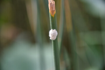 White Insect on a Plant Stem Amidst Greenery