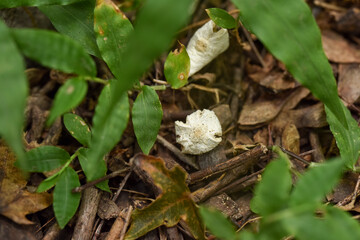 Small white mushroom growing among green leaves and brown forest floor