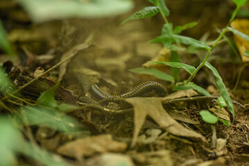 Millipede Crawling Among Forest Floor Debris