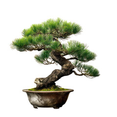 Traditional Japanese pine bonsai tree with twisted trunk on white background