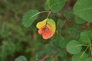 A single leaf transitioning from green to yellow and orange amidst green foliage