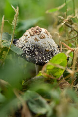 A shaggy ink cap mushroom growing amidst green foliage in a natural setting