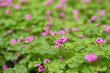 Obraz premium Field of Pink Oxalis Flowers with Green Foliage