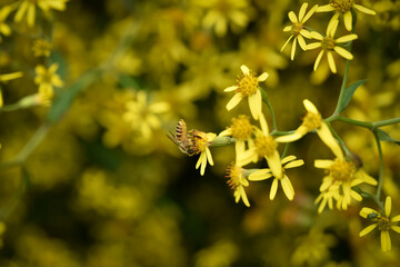 A bee pollinates vibrant yellow flowers in a lush garden setting.