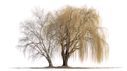 : Willow tree and birch tree placed together with drooping branches and textured bark on white background