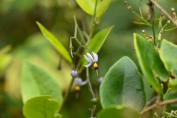 Delicate White Flower with Green Leaves in a Natural Setting