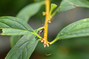 Insect perched on a leafy branch in a natural setting
