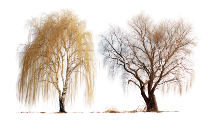 : Willow tree and birch tree placed together with drooping branches and textured bark on white background