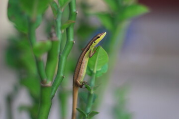 Takydromus sexlineatus in the grass