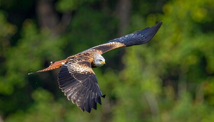 Red Kite soaring over a forest