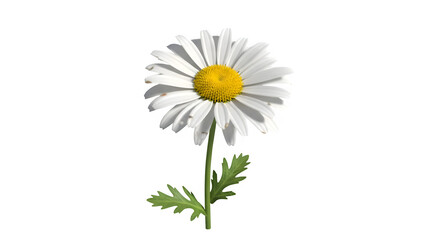 single white daisy yellow center black background