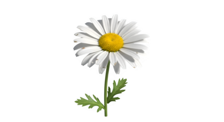 single white daisy yellow center black background
