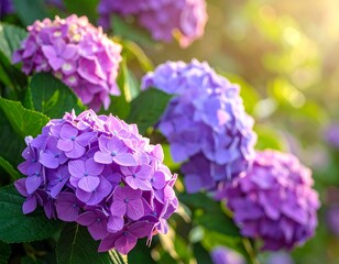 Closeup of vibrant purple hydrangeas