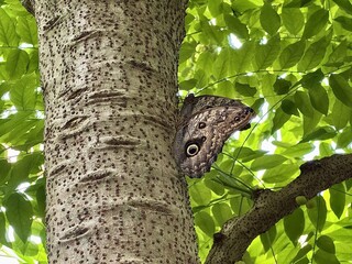 Obraz premium Large butterfly with eye like patterns on wings sitting on tree trunk in green forest