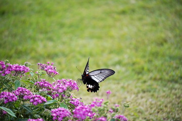 緑の芝生の広い空間を背景に、ピンク色のペンタスの花壇に止まっている黒と白の羽根のアゲハチョウを捉えた写真です。羽根を広げた姿が印象的で、自然の活気を感じさせます。