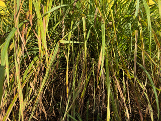 Wild meadow grass detail forming natural background