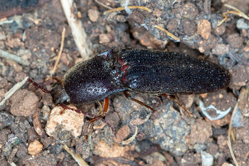 Close Up of Click Beetle Crawling Over Soil