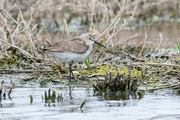 Curlew Sandpiper foraging on wetland edge