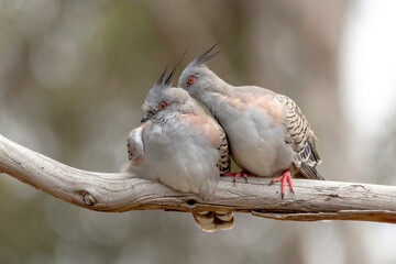 Pair of Crested Pigeons Sitting on Branch