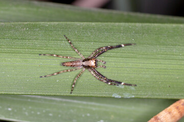 Jumping Spider Blending into Leaf Surface