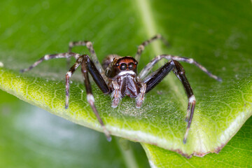Bronze Hopper Spider Closeup Portrait on Green Leaf