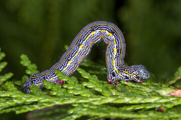 Bright Patterned Caterpillar with Red Legs on Green Branch 