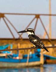 Kingfisher perched on wire,  blurred boats and metal beams in background