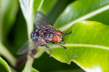 Close Up of Flesh Fly Resting on Leaf