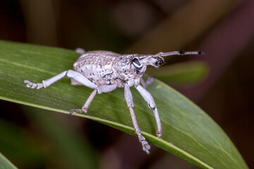 Long-Snouted Weevil Perched on Leaf Blade