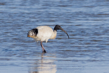 Australian White Ibis Wading in Shallow Water 