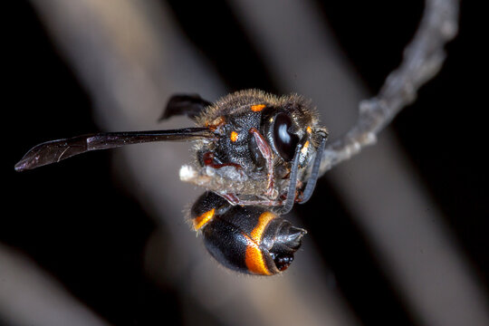 Close Up of Black and Orange Potter Wasp on Twig