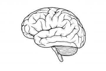 Detailed hand-drawn brain illustration highlighting neural complexity, representing cognitive processes against transparent backdrop