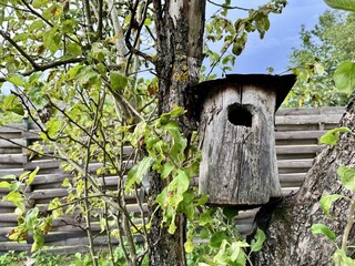 Rustic birdhouse attached to a tree trunk with branches and fresh green foliage