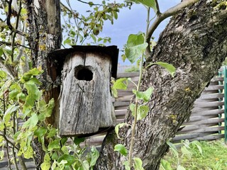 Rustic birdhouse attached to a tree trunk with branches and fresh green foliage